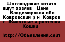 Шотландские котята ищут хозяев › Цена ­ 2 000 - Владимирская обл., Ковровский р-н, Ковров г. Животные и растения » Кошки   